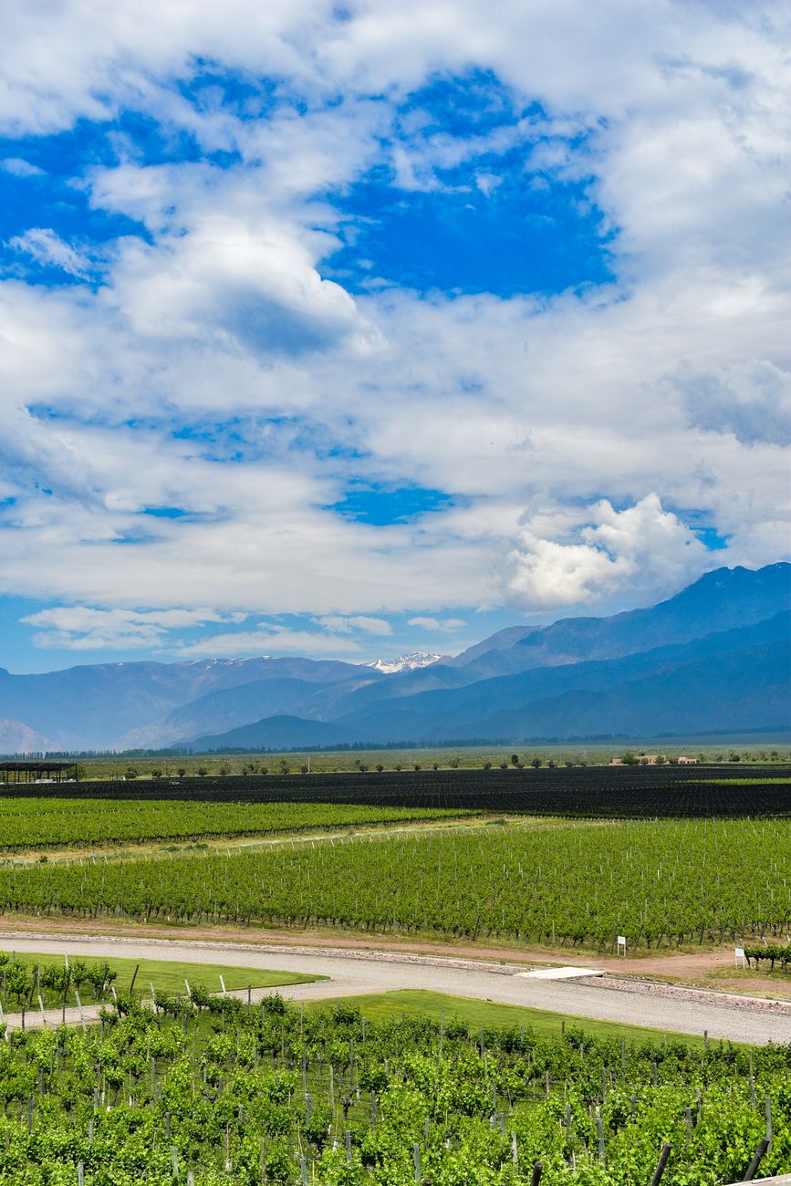 Viñedos en Valle de Uco Mendoza frente a los Andes